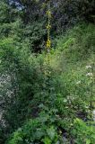 Verbascum phlomoides. Цветущее растение. Чечня, Веденский р-н, долина р. Ахкичу, опушка широколиственного леса, заросли кустарников на берегу реки. 26.07.2022.