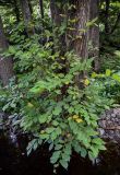 Ulmus japonica