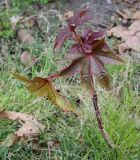 Ricinus communis