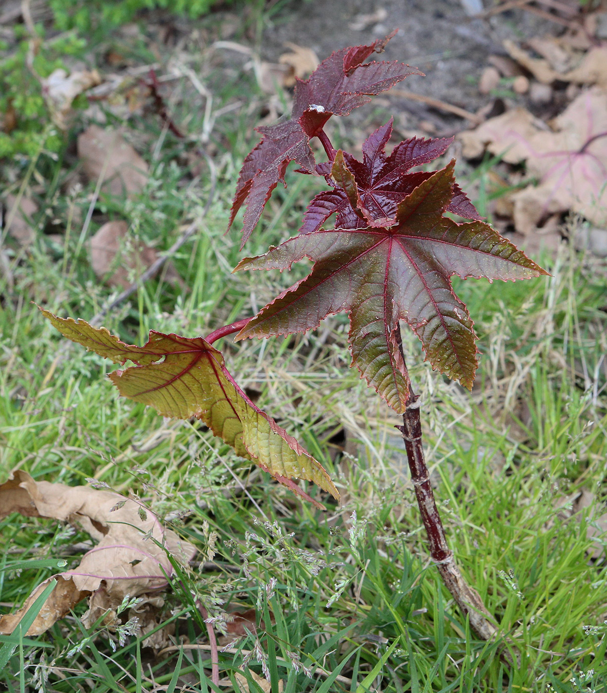 Изображение особи Ricinus communis.