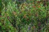 Spiraea hypericifolia