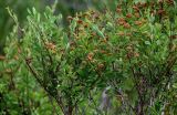 Spiraea hypericifolia. Верхушки ветвей с соплодиями. Оренбургская обл., Гайский гор. округ, Губерлинские горы, степной склон. 03.07.2023.