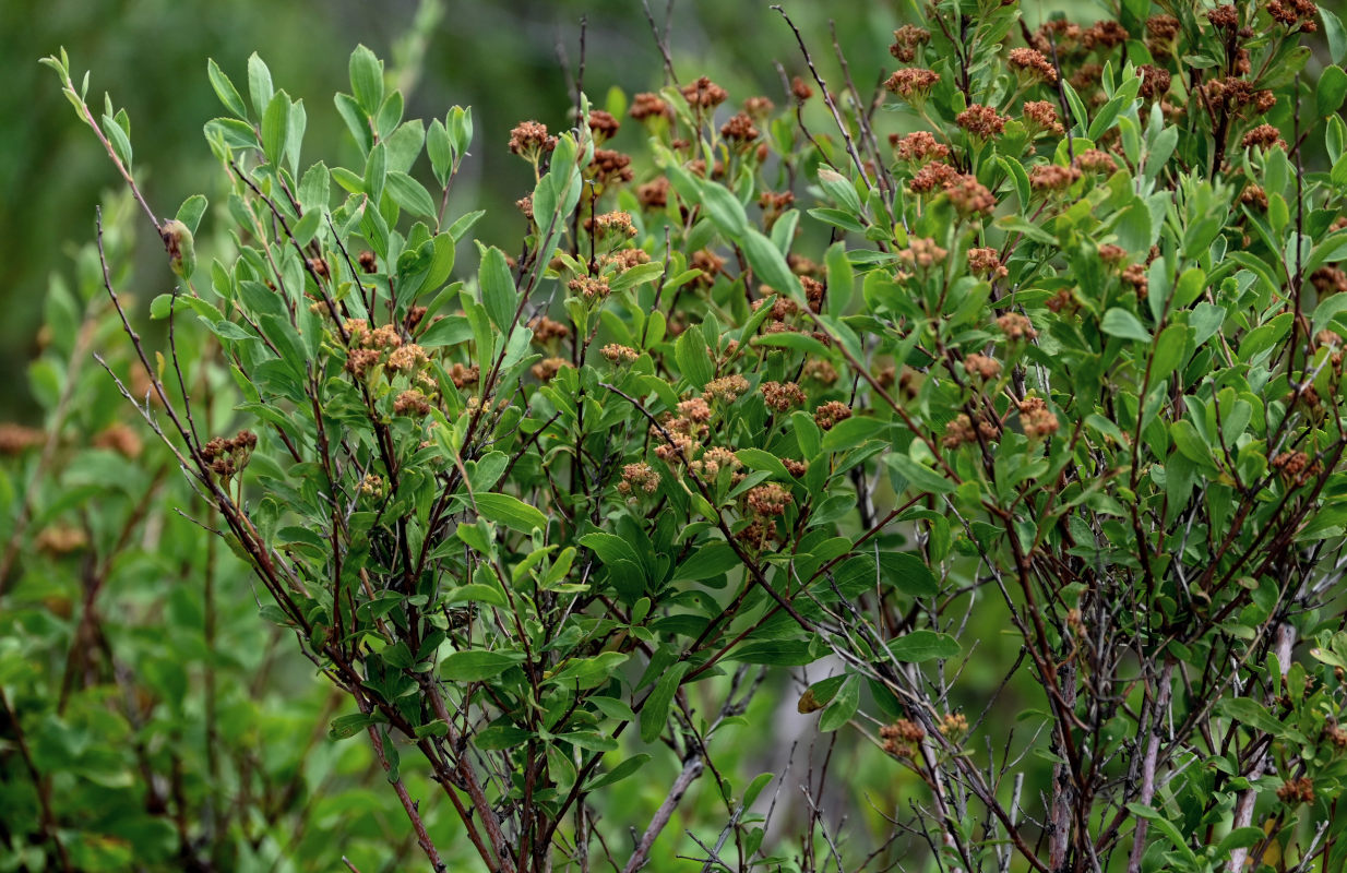 Изображение особи Spiraea hypericifolia.