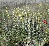 Verbascum undulatum