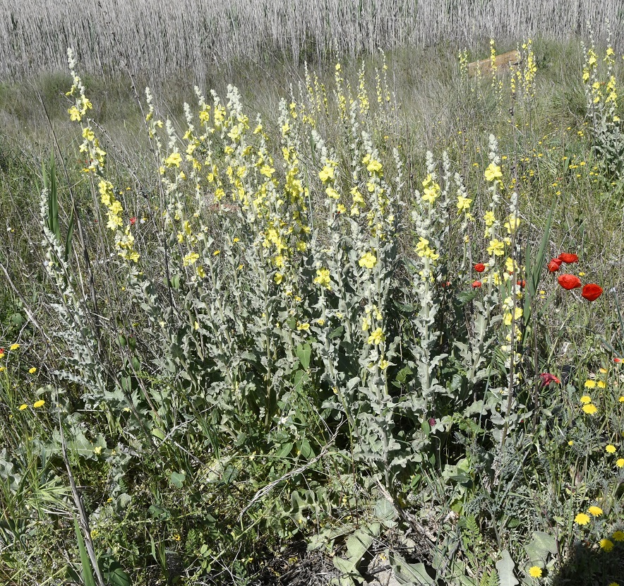 Image of Verbascum undulatum specimen.