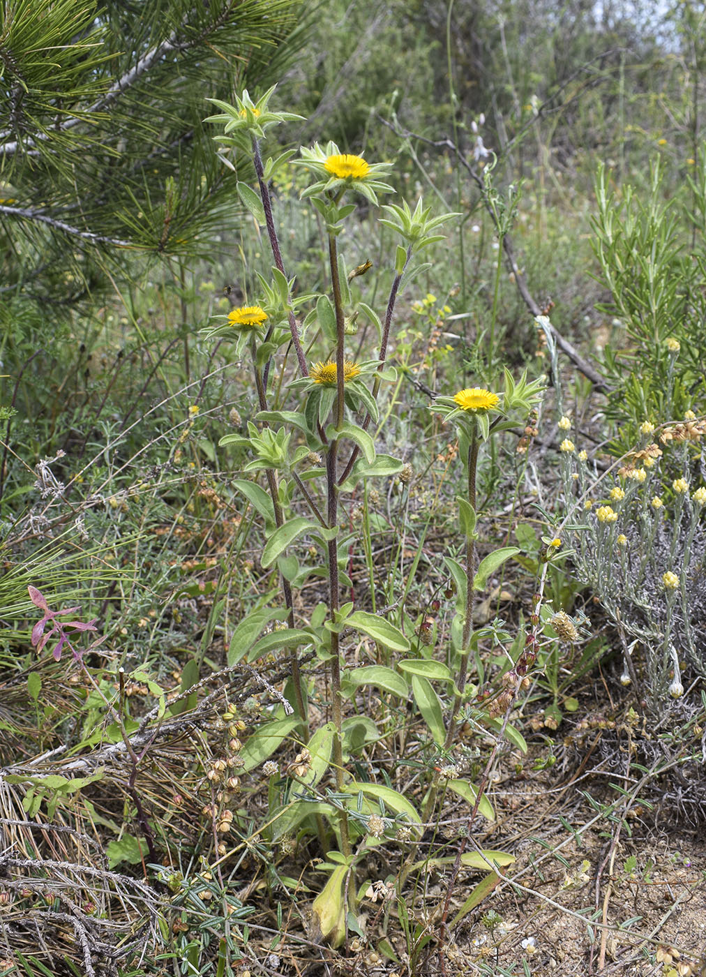 Image of Pallenis spinosa specimen.