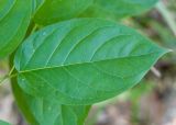 Vincetoxicum scandens