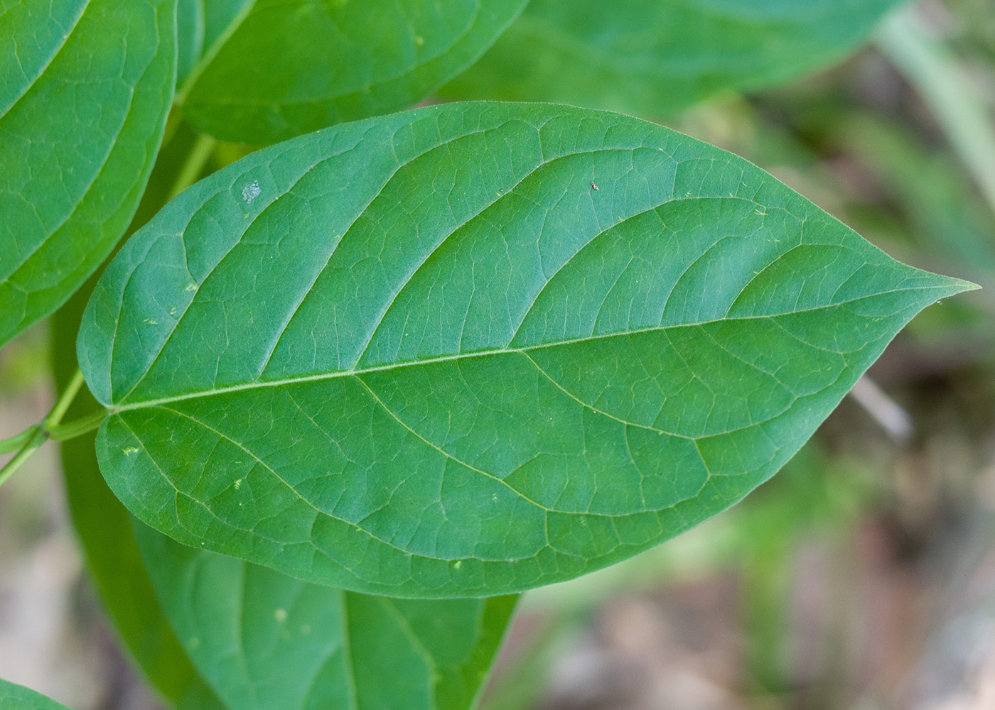 Image of Vincetoxicum scandens specimen.
