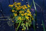Caltha palustris