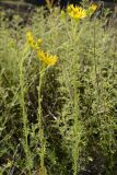род Senecio