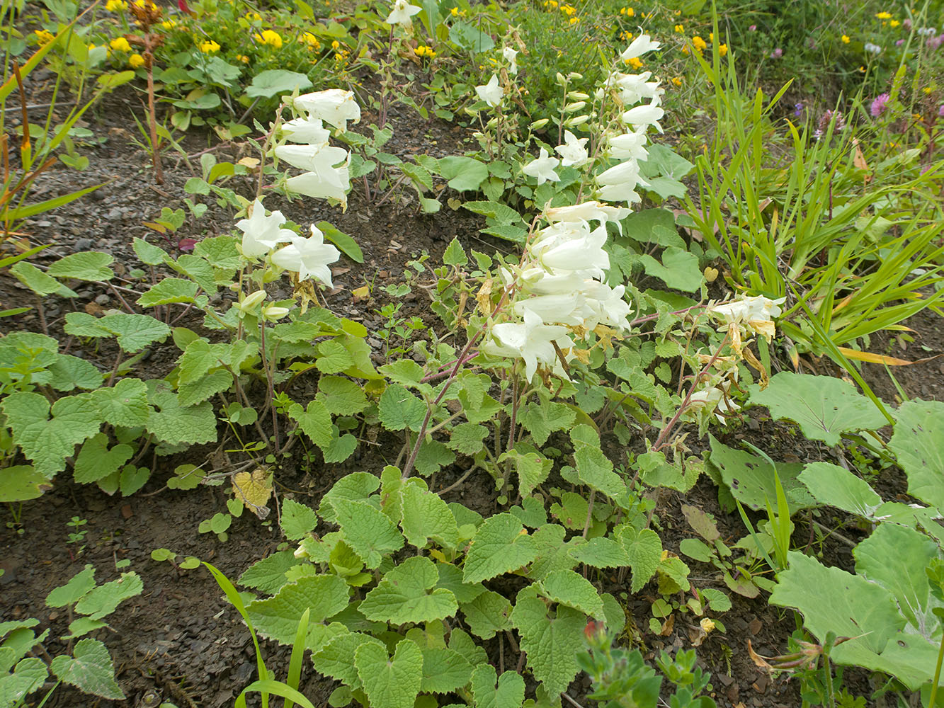 Image of Campanula dolomitica specimen.