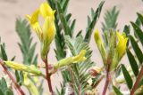 Astragalus rubtzovii