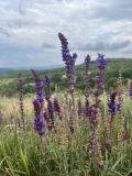 Salvia tesquicola