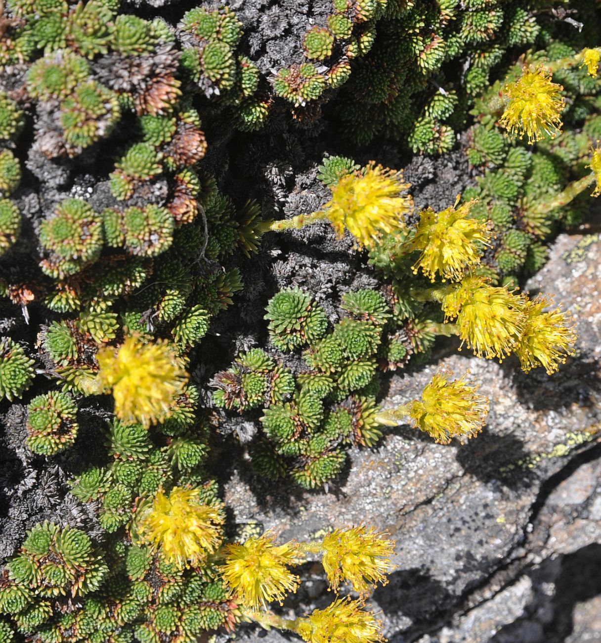 Image of Saxifraga scleropoda specimen.