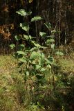 Alnus glutinosa
