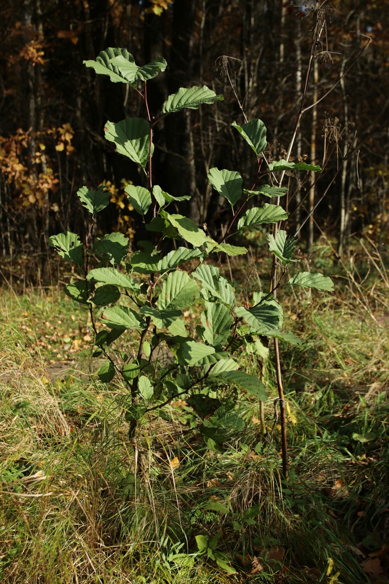 Изображение особи Alnus glutinosa.