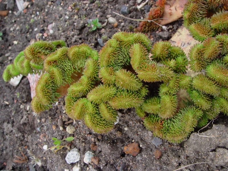 Image of Sedum reflexum specimen.