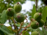 Sorbus domestica