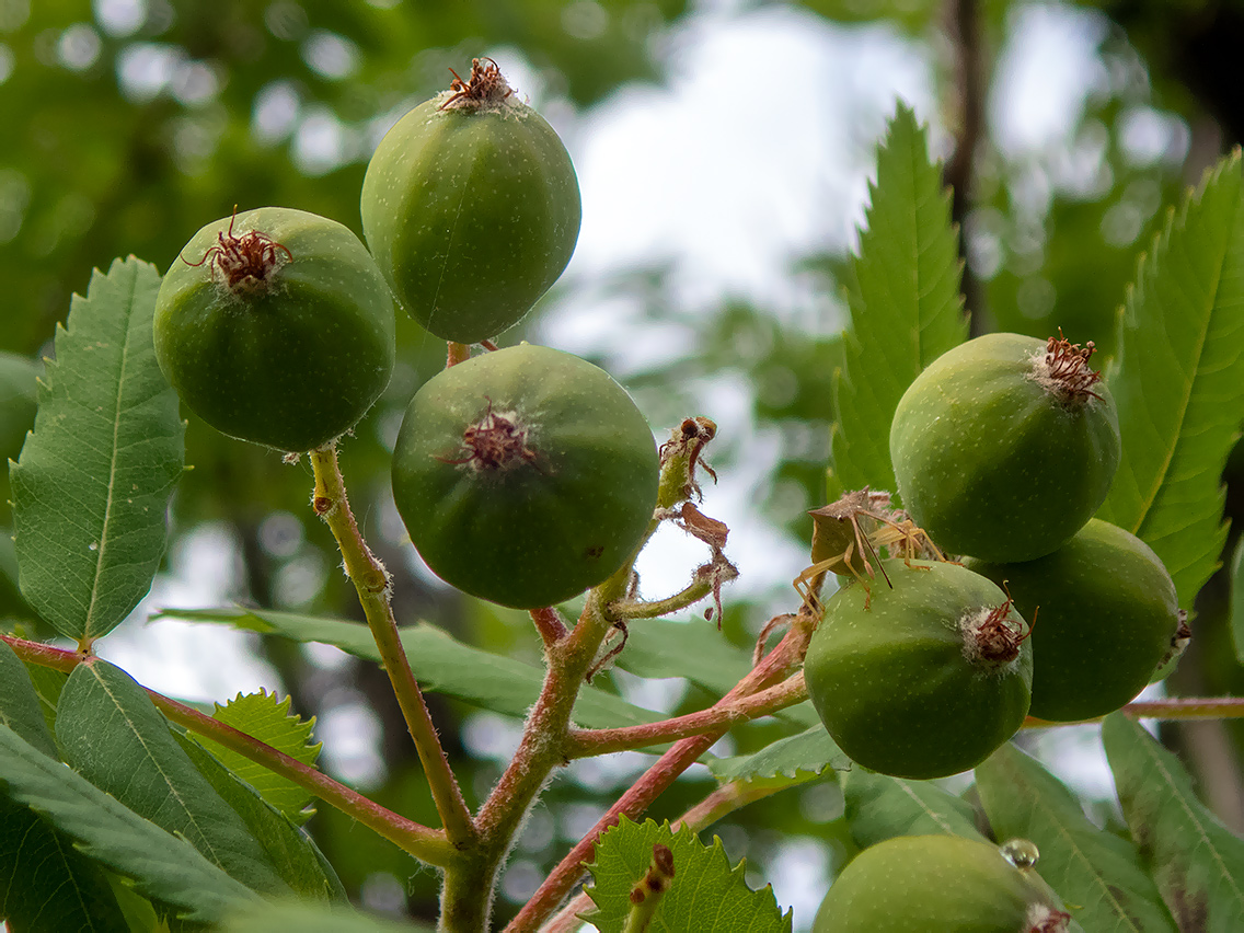 Image of Sorbus domestica specimen.