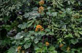 Rubus coreanus