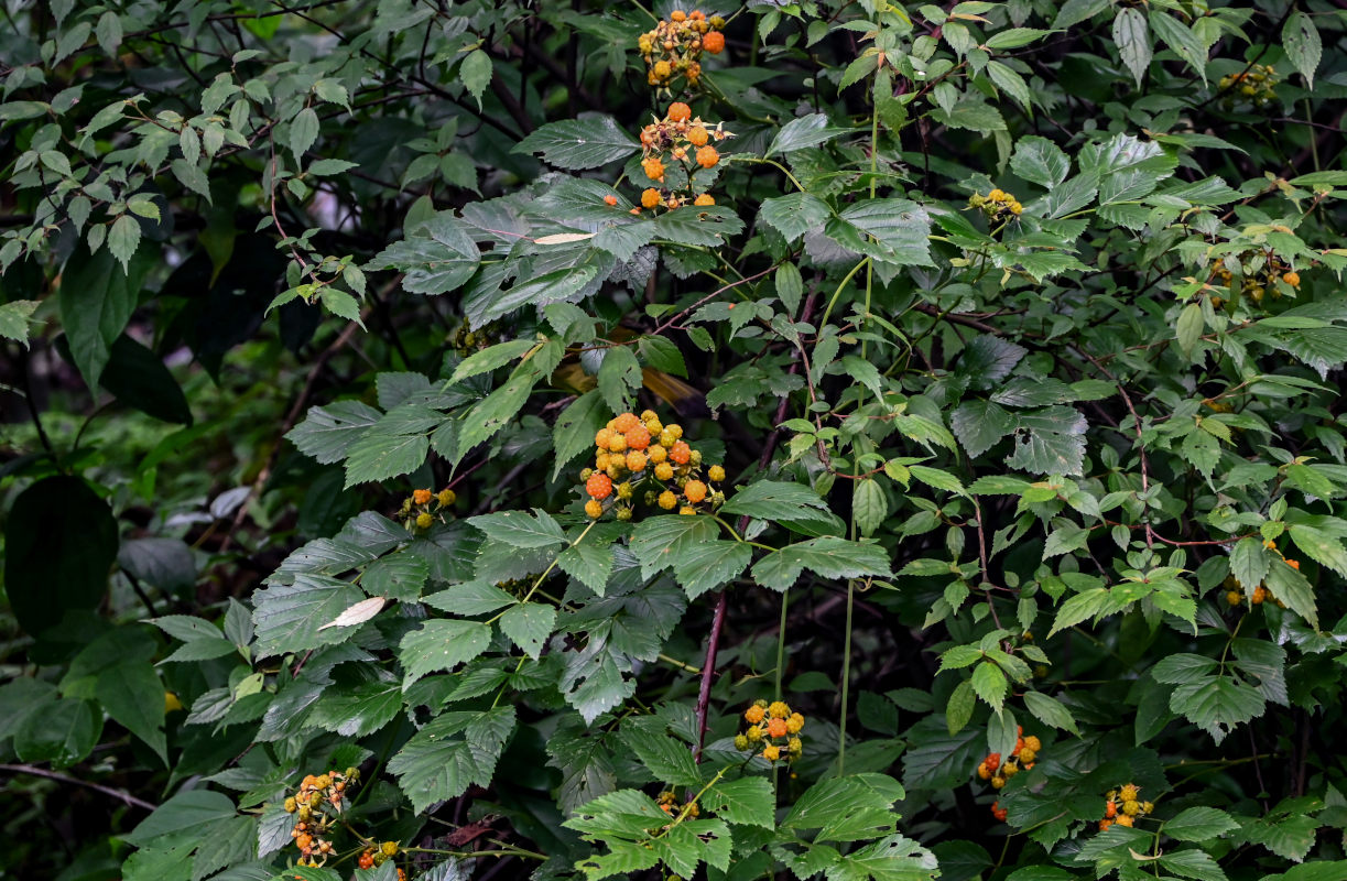 Image of Rubus coreanus specimen.