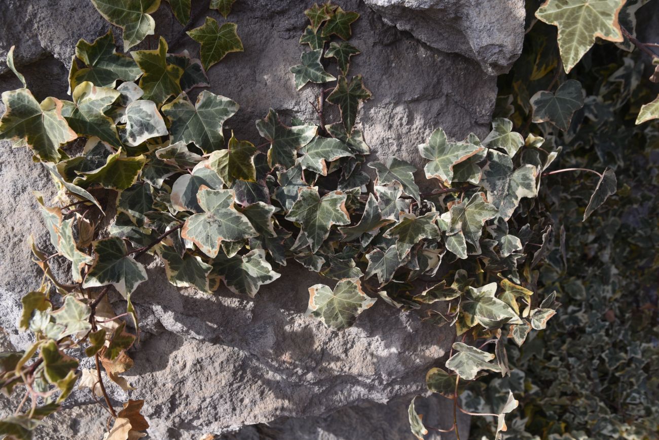 Image of Hedera helix specimen.