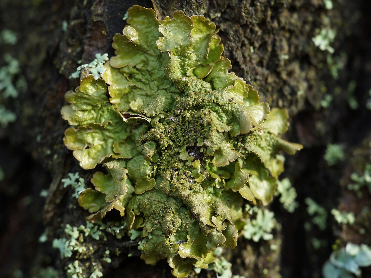 Image of familia Parmeliaceae specimen.