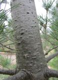 Pinus parviflora