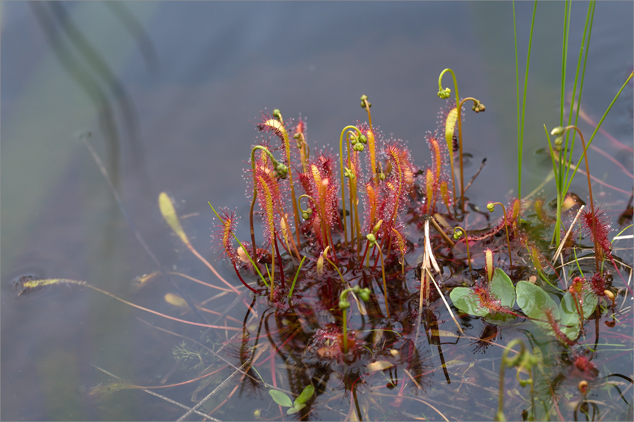 Image of Drosera anglica specimen.