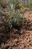 Trigonella strangulata
