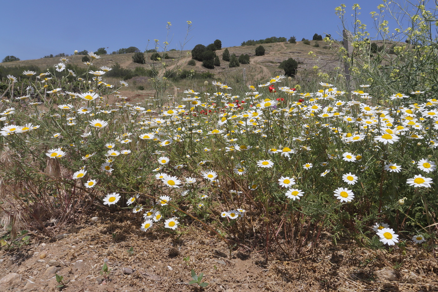 Изображение особи Anthemis austriaca.