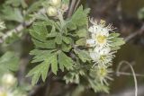 View full-size image Crataegus orientalis