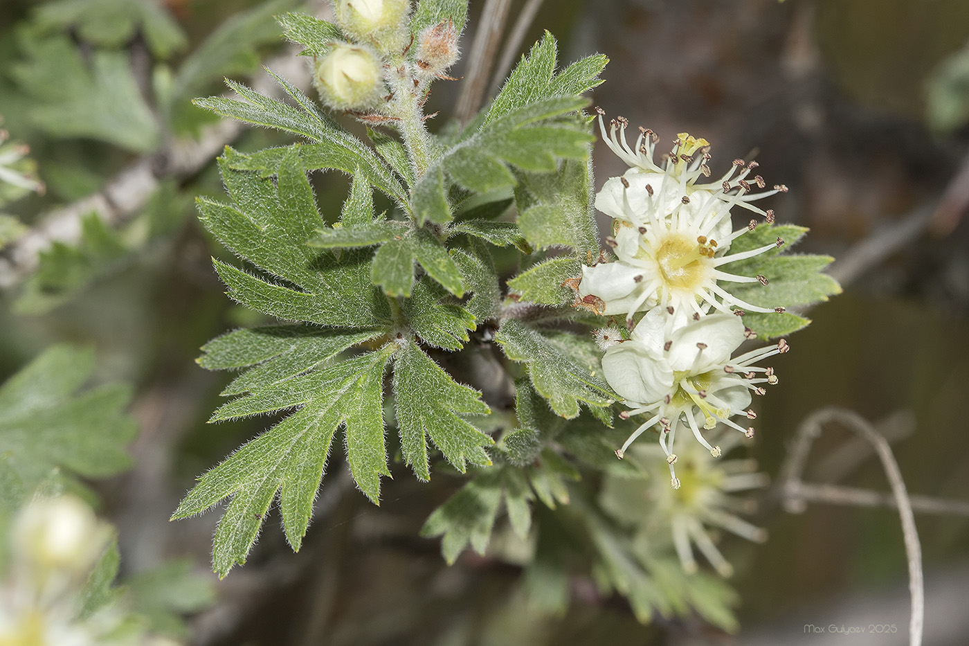Image of Crataegus orientalis specimen.