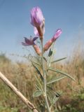Astragalus brachypus. Побег с соцветием. Казахстан, Жамбылская обл., Жамбылский р-н; правый берег р. Аса, бархан Кумтиын. 25 мая 2025 г.
