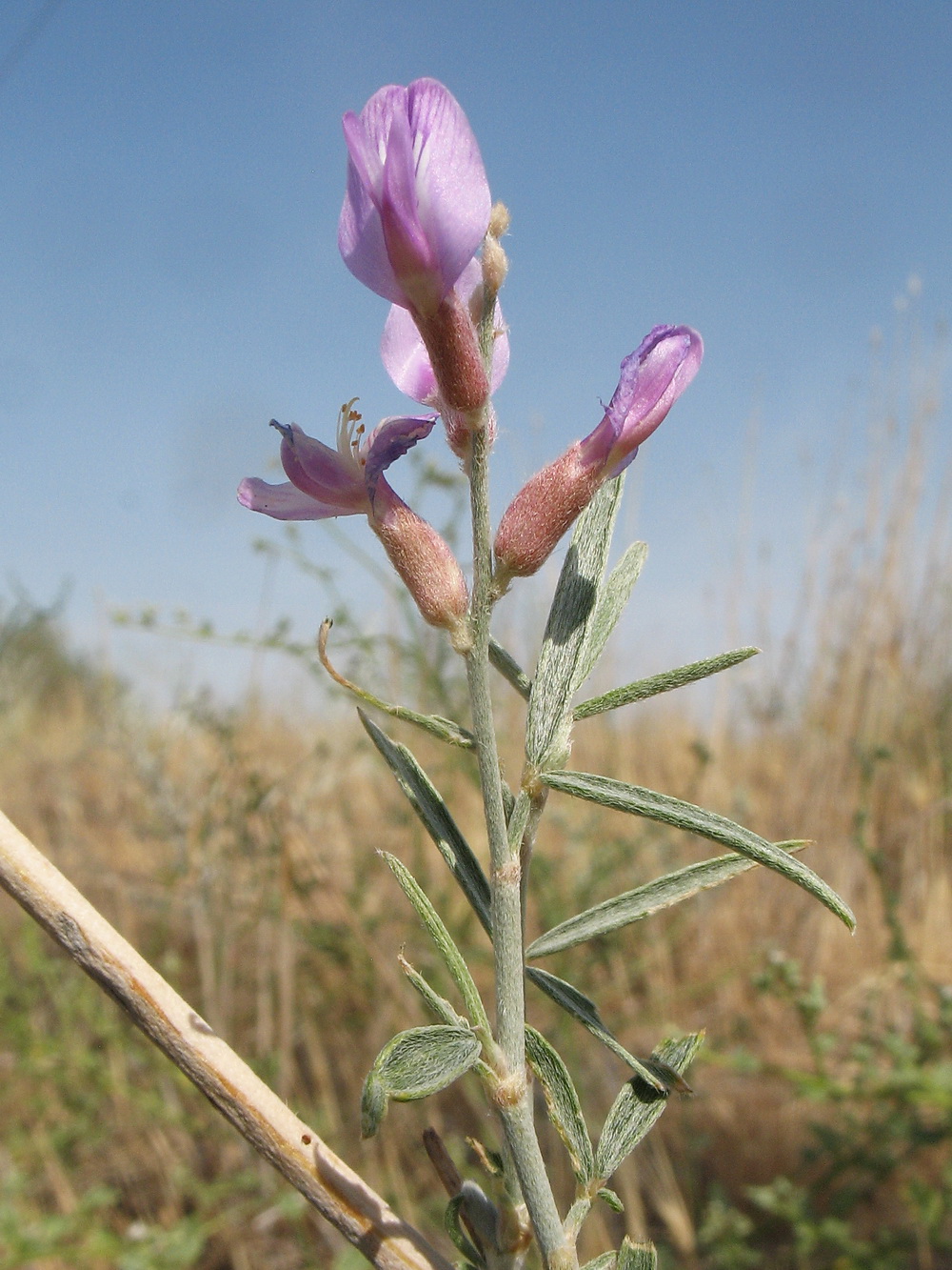 Image of Astragalus brachypus specimen.