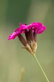 Dianthus ruprechtii