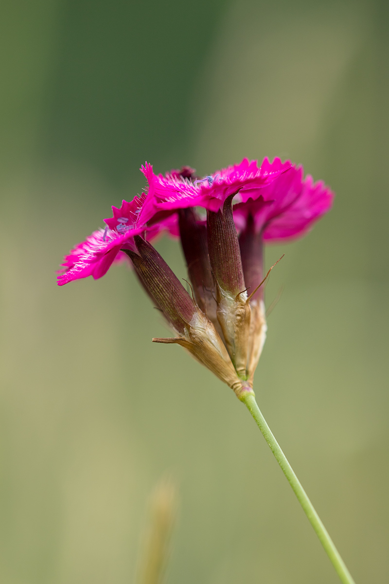Image of Dianthus ruprechtii specimen.