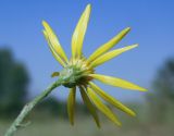 Senecio borysthenicus