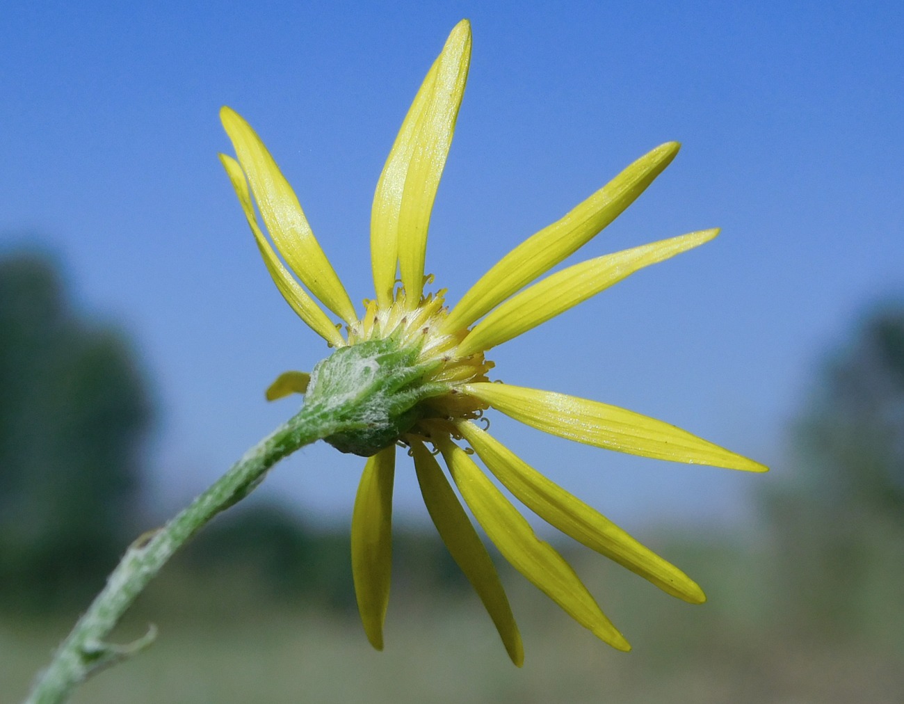Image of Senecio borysthenicus specimen.