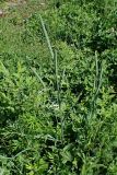 Phleum pratense