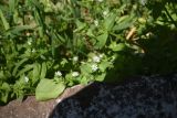род Stellaria. Верхушка цветущего растения. Турция, ил Ван, г. Ахлат, р-н Харабе Шехир, рядом с разрушенным домом. 21 мая 2025 г.