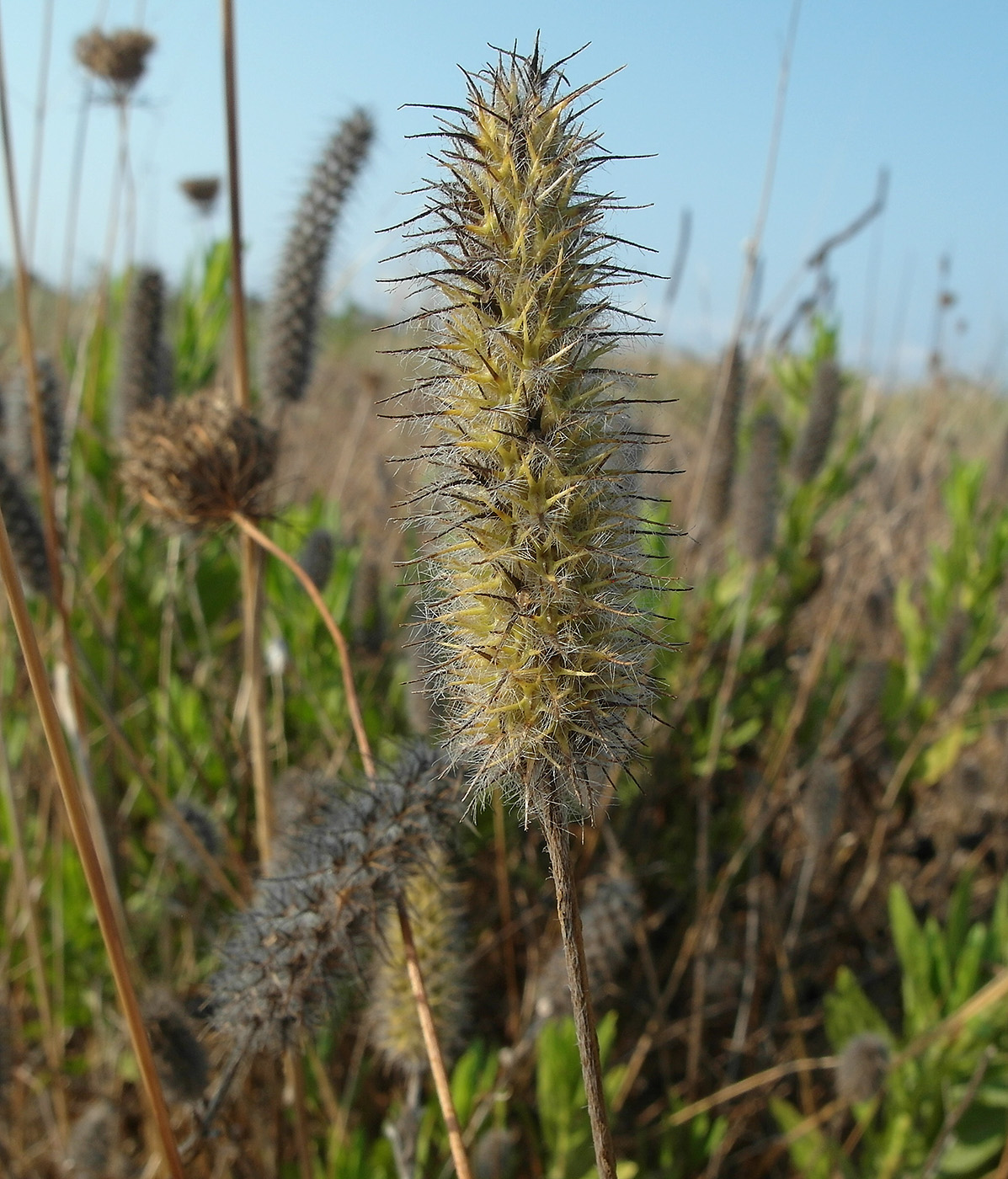 Image of Unknown species specimen.