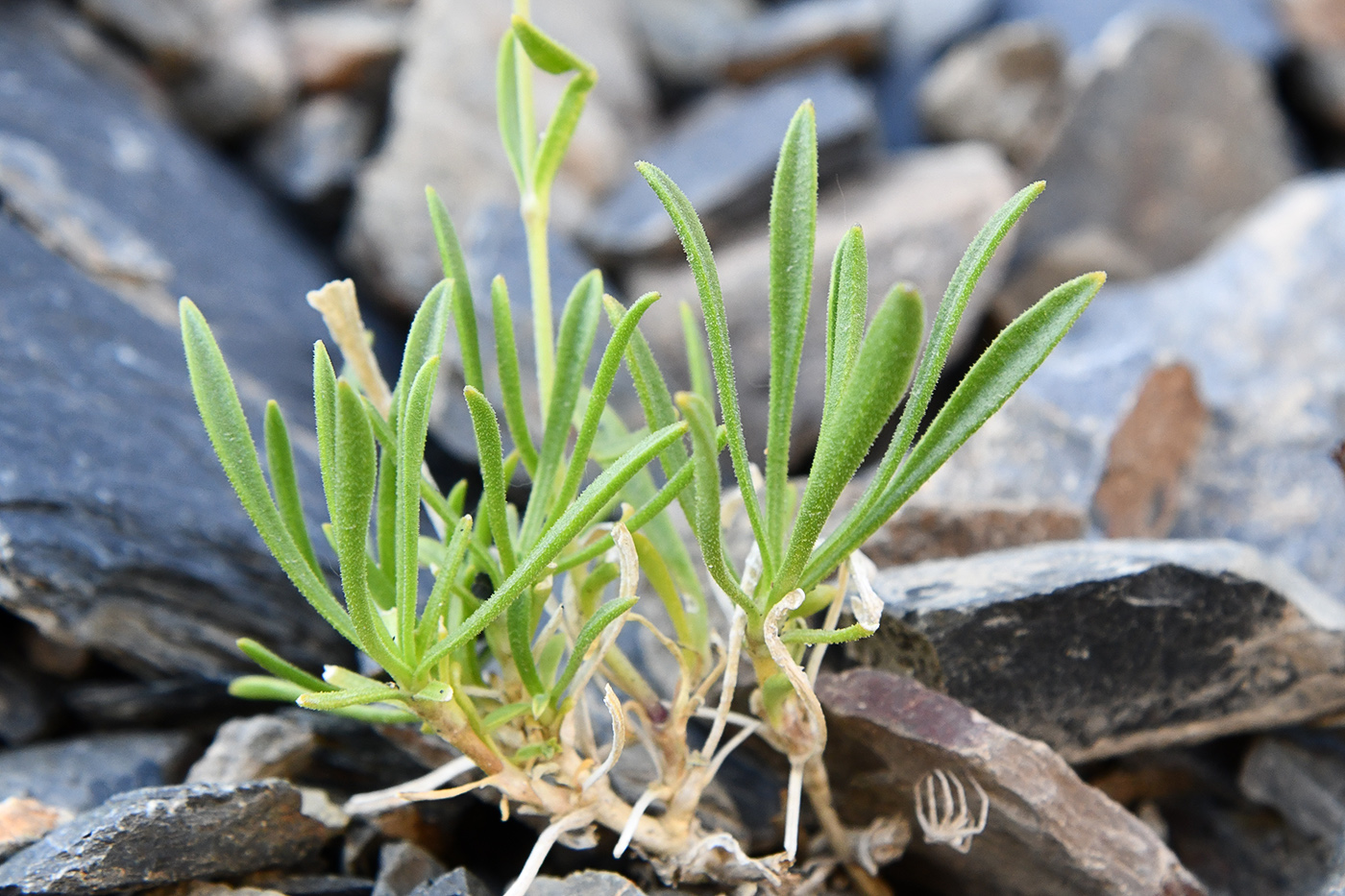Изображение особи Silene microphylla.