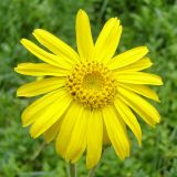 Arnica montana