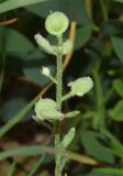 Alyssum simplex