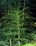 Equisetum telmateia. Верхушка вегетирующего растения. Португалия, Азорские о-ва, о-в Сан-Мигел, р-н Ашада, смешанный лес. 12.08.2025.