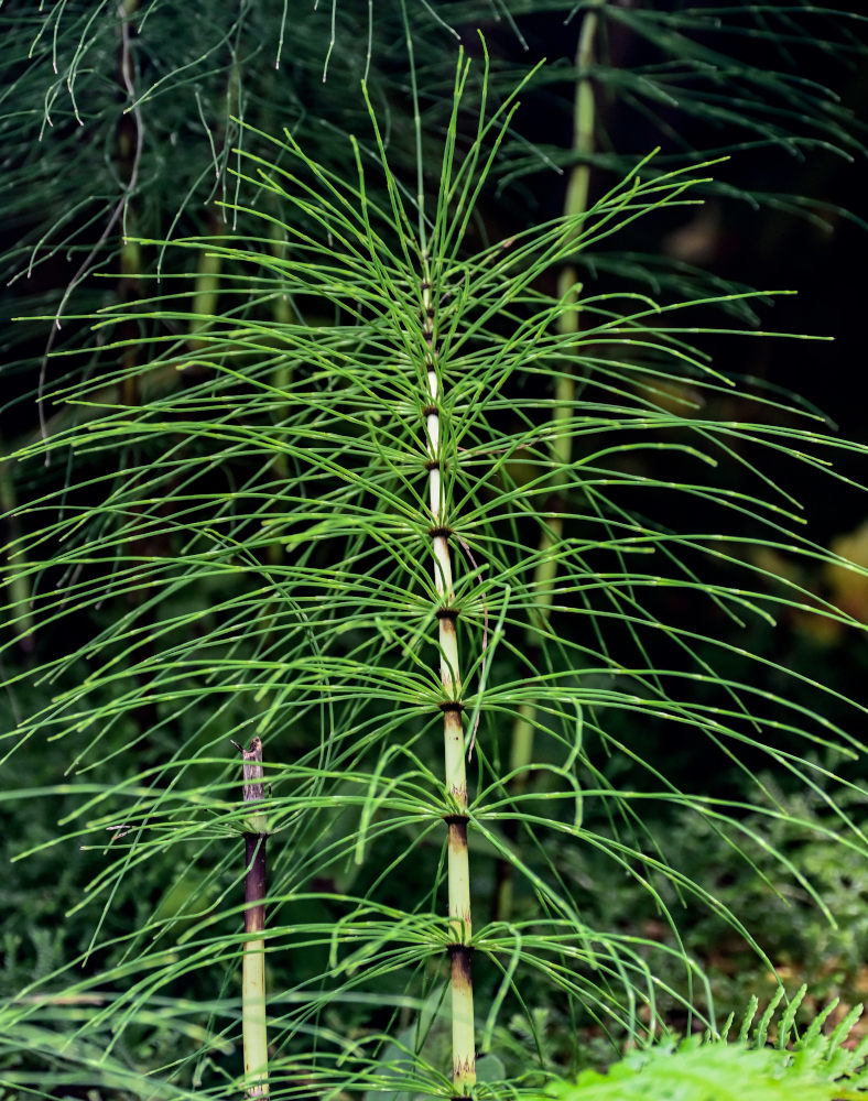 Изображение особи Equisetum telmateia.