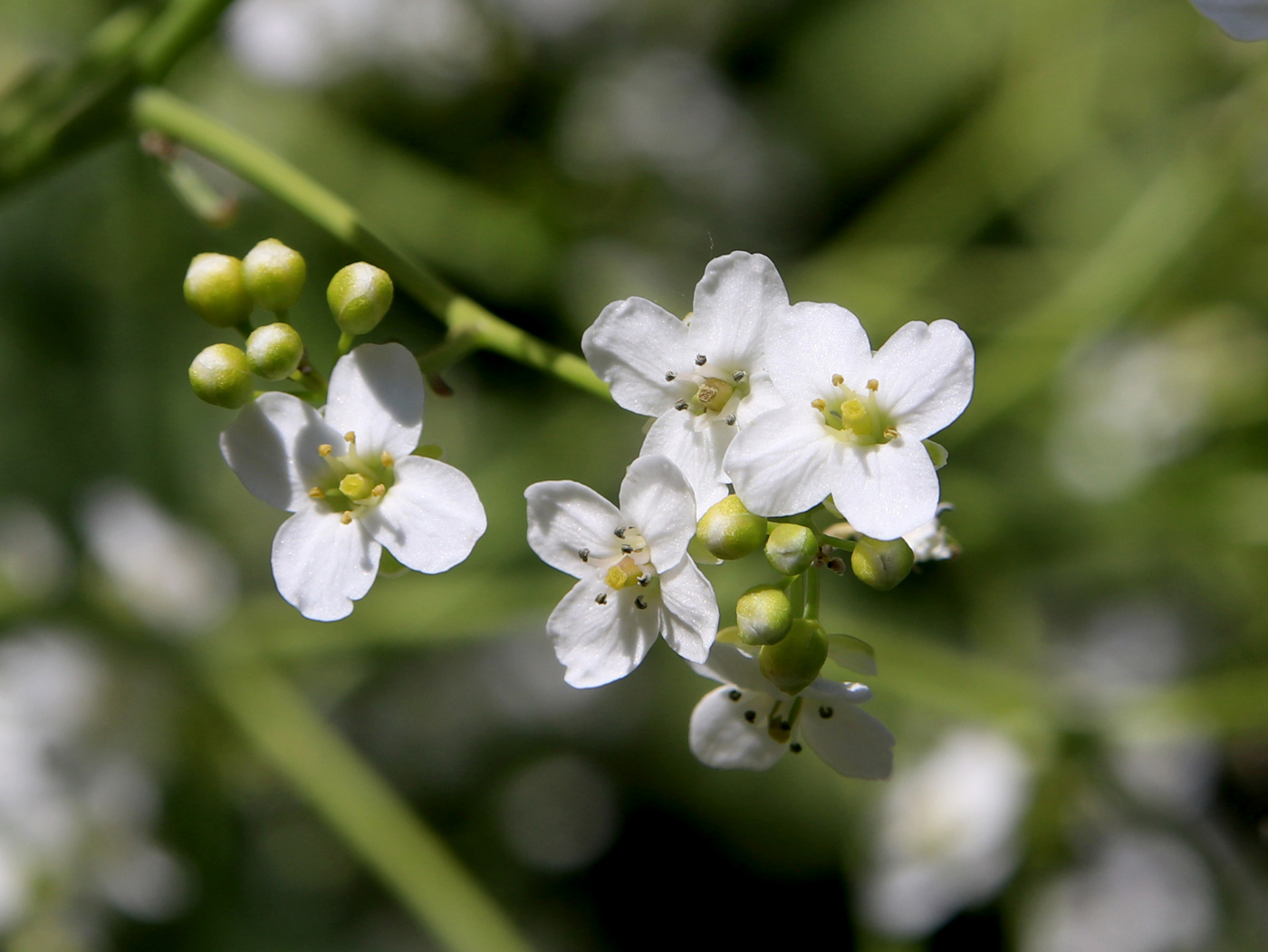 Изображение особи Crambe cordifolia.