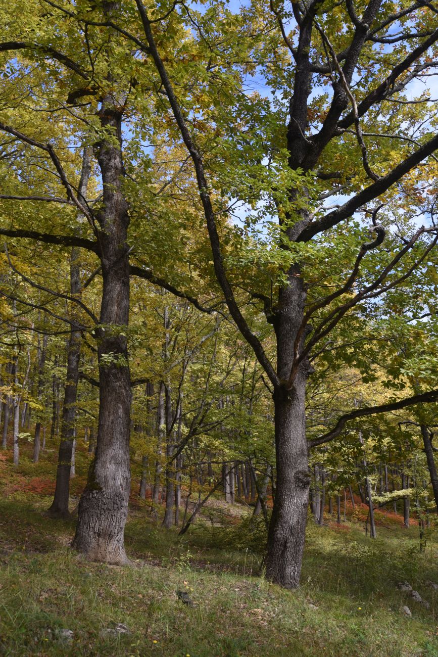 Изображение особи Quercus petraea.