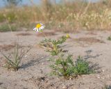 Matricaria recutita. Цветущее растение. Краснодарский край, м/о Анапа, окр. станицы Благовещенская, Витязевский лиман, песчано-ракушечный пляж. 24.05.2015.